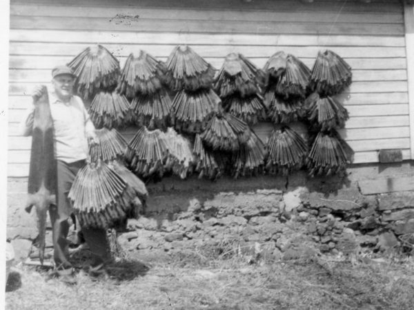 “Preacher-trapper” Roy Johnson with pelts in Morristown