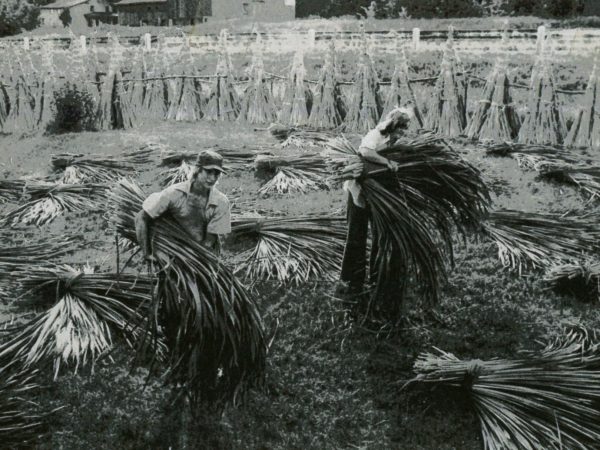 Johnson siblings spreading chair flag out to dry near Redwood