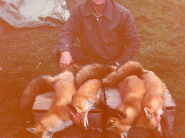 “Preacher-trapper” Roy Johnson with fox pelts in Morristown