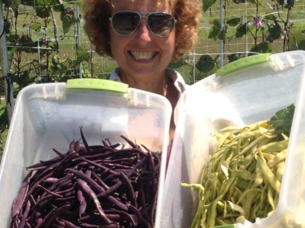 Dani Baker picking beans at Cross Island Farms on Wellesley Island