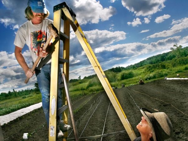 Hammering in stakes at Cross Island Farms on Wellesley Island