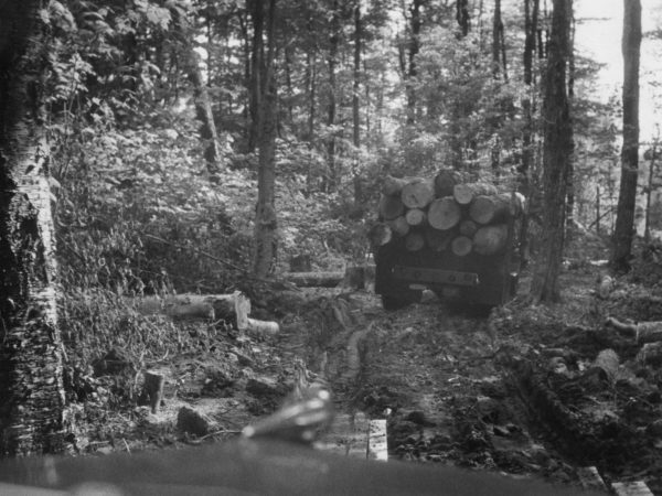 Hauling Logs for the Triangle Lumber Company in Onchiota