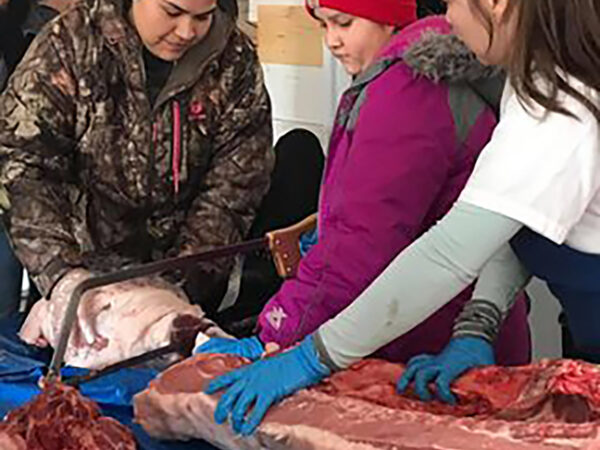 Students butchering a pig