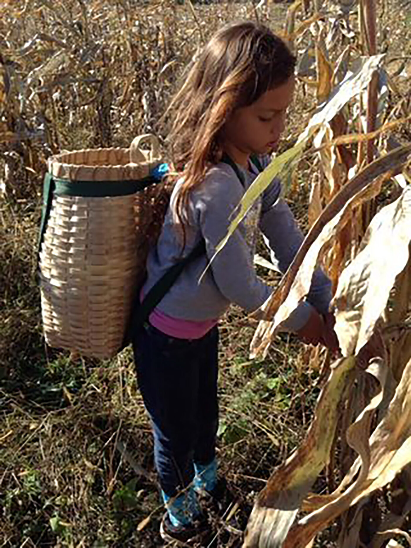 Girl harvesting corn at the Akwesasne Freedom School in Akwesasne