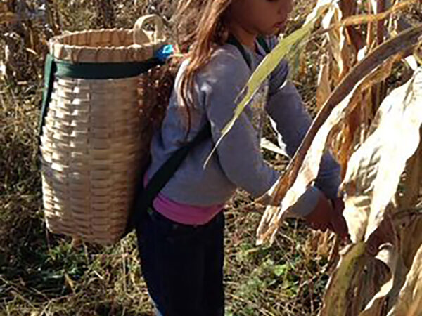 Harvesting corn with pack basket