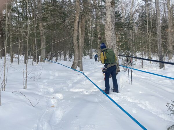 Maple tapping in the woods